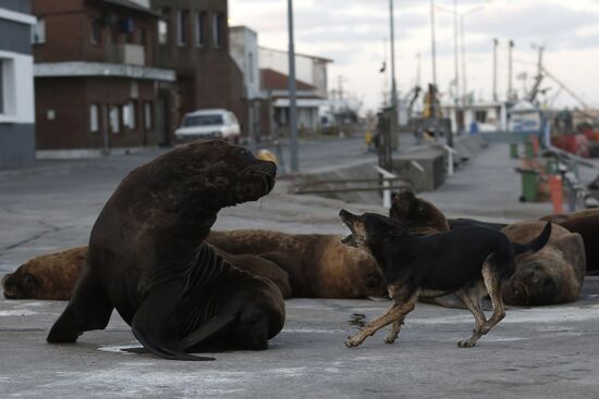 Argentina Coronavirus Lockdown Sea Lions