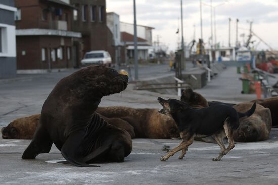 Argentina Coronavirus Lockdown Sea Lions
