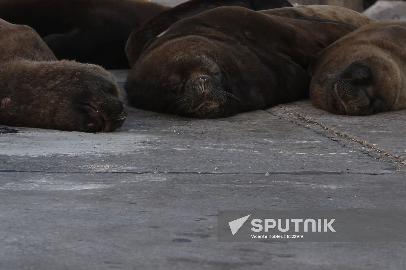 Argentina Coronavirus Lockdown Sea Lions