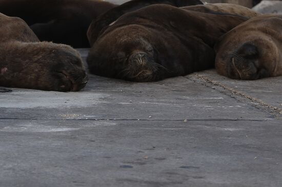 Argentina Coronavirus Lockdown Sea Lions