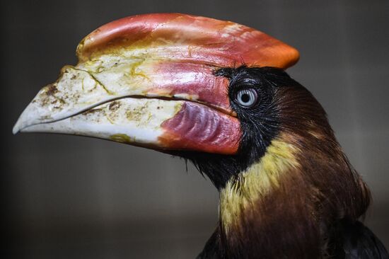 Vorobyi, largest bird park in Russia, asks for help in keeping its pets