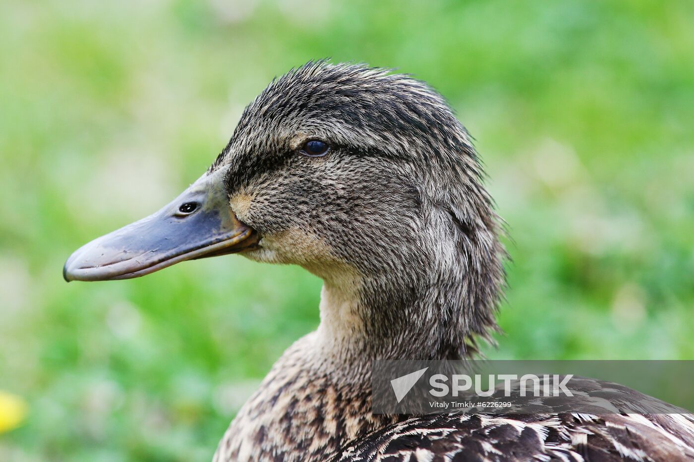 Pelican settles down on lake shore in Krasnodar