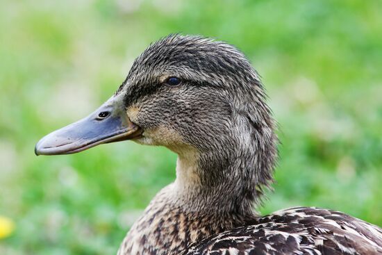 Pelican settles down on lake shore in Krasnodar