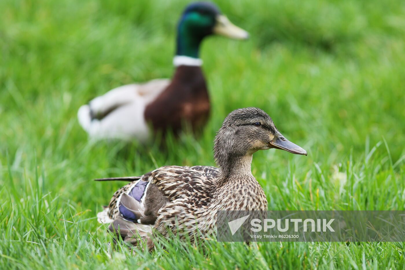 Pelican settles down on lake shore in Krasnodar
