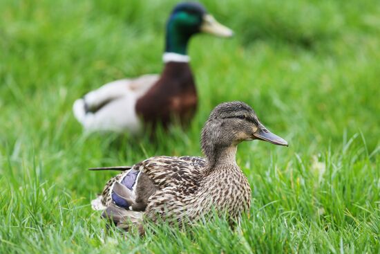 Pelican settles down on lake shore in Krasnodar