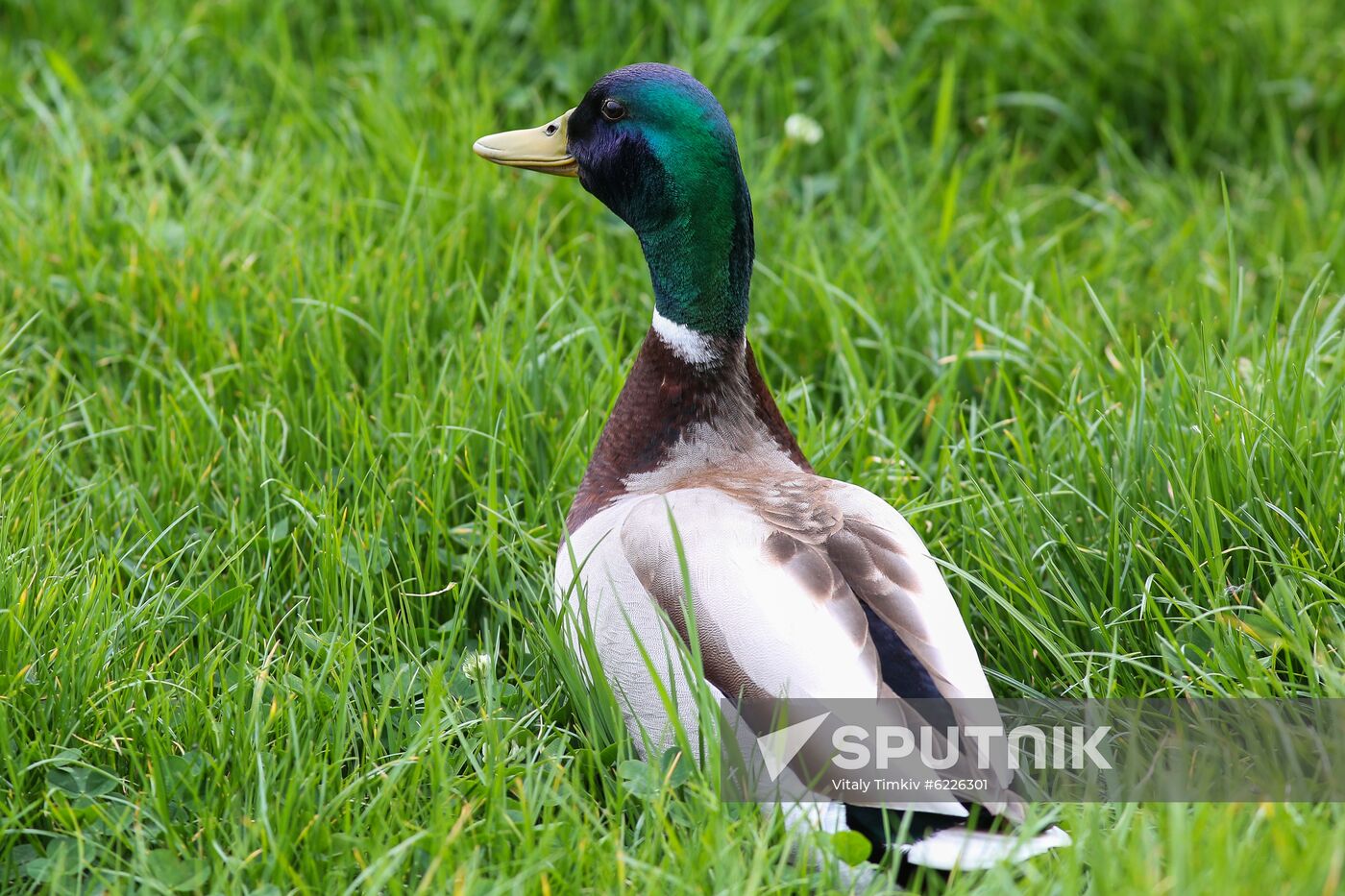 Pelican settles down on lake shore in Krasnodar