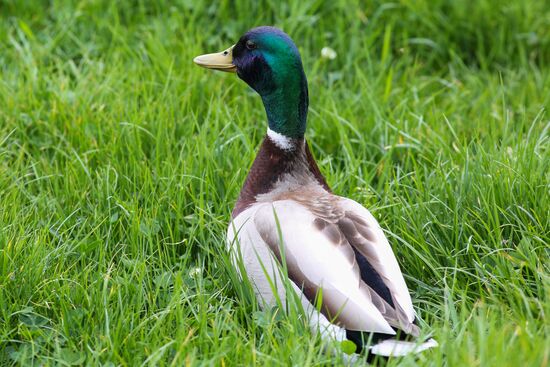 Pelican settles down on lake shore in Krasnodar