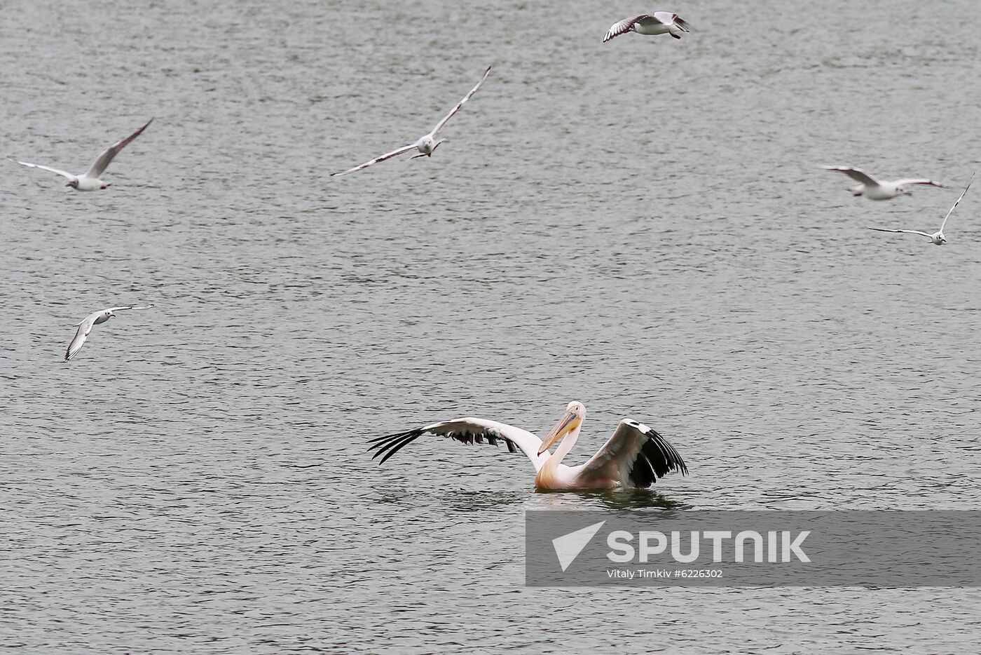 Pelican settles down on lake shore in Krasnodar