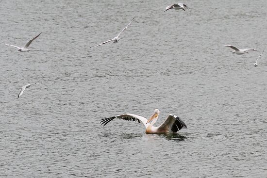 Pelican settles down on lake shore in Krasnodar