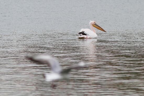 Pelican settles down on lake shore in Krasnodar