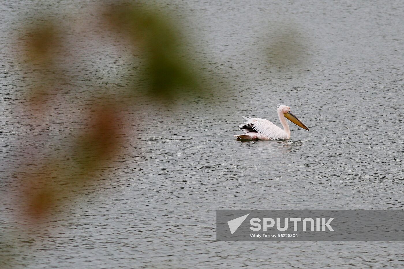 Pelican settles down on lake shore in Krasnodar