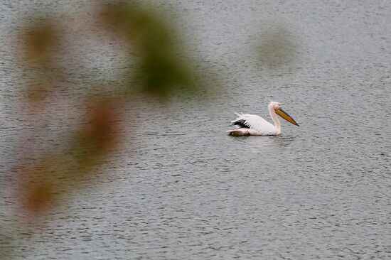 Pelican settles down on lake shore in Krasnodar