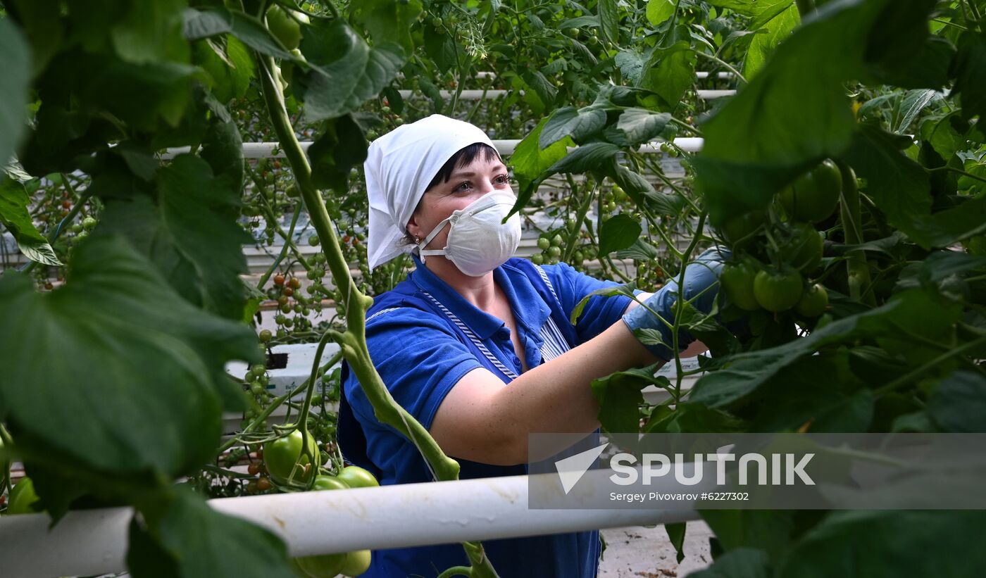 Russia Vegetables Growing