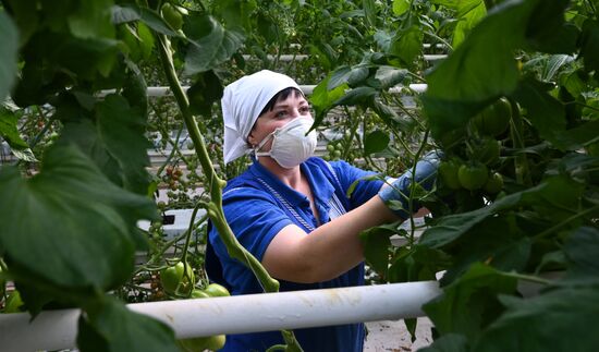 Russia Vegetables Growing