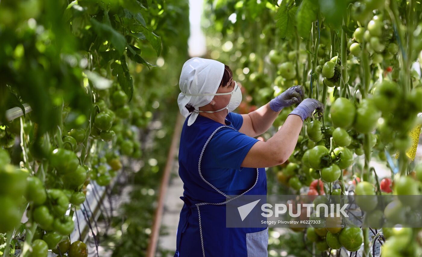 Russia Vegetables Growing