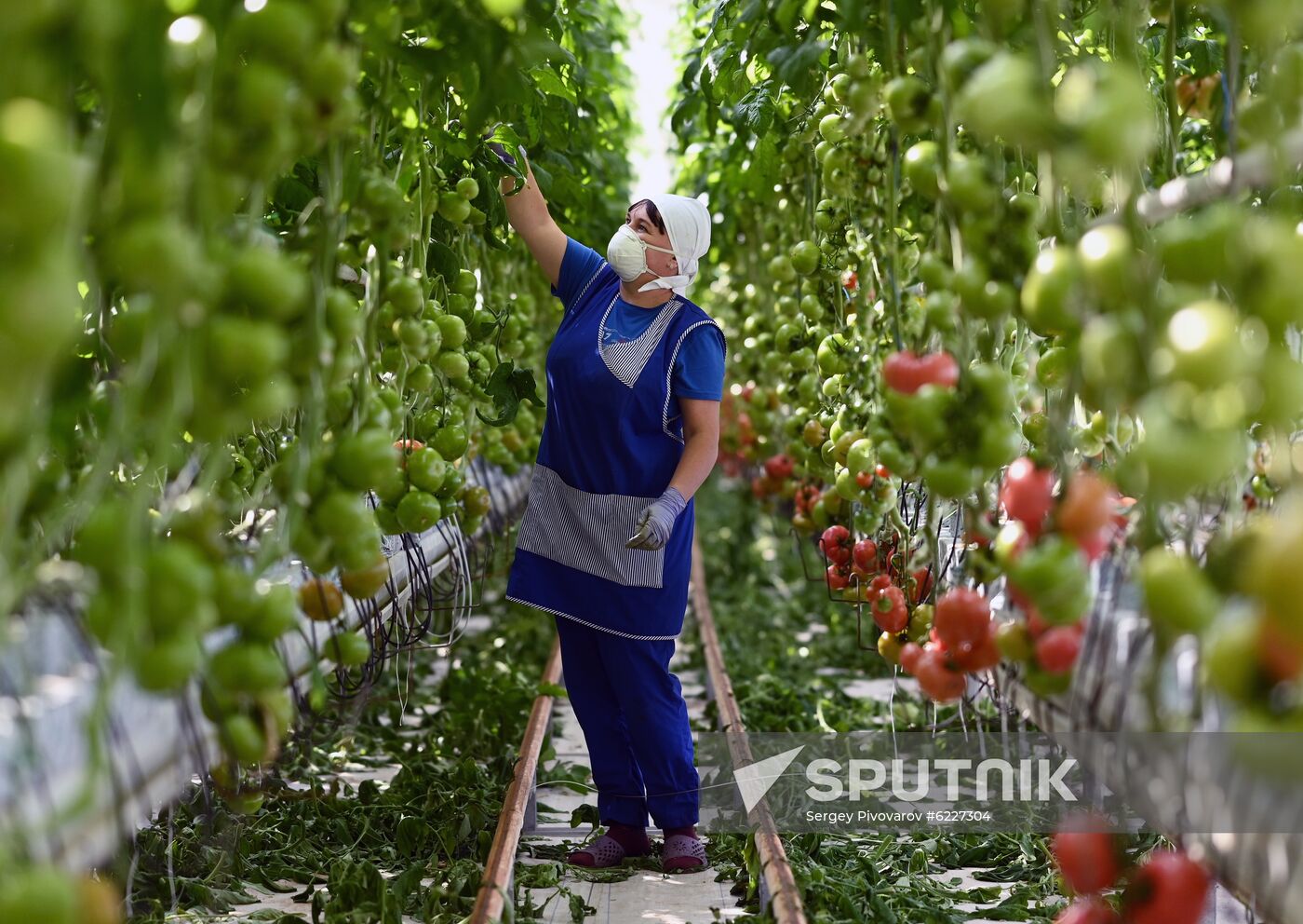 Russia Vegetables Growing