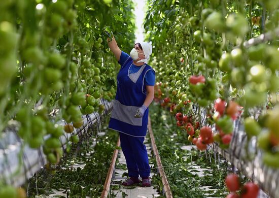 Russia Vegetables Growing