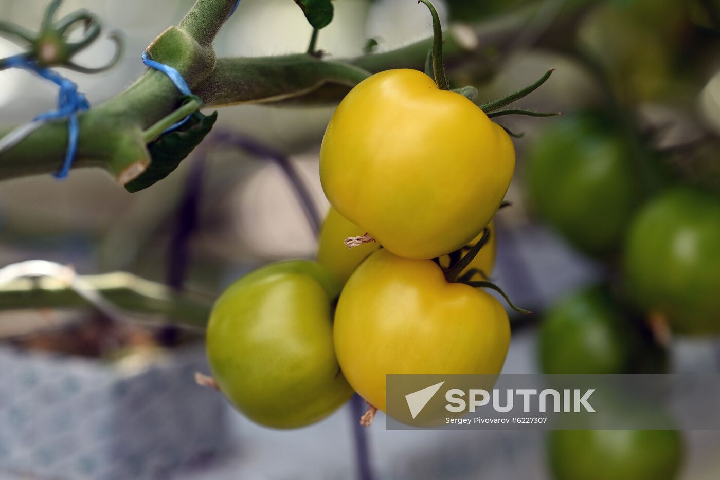Russia Vegetables Growing