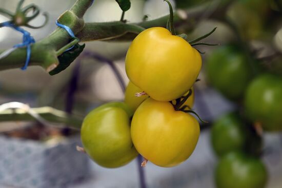Russia Vegetables Growing