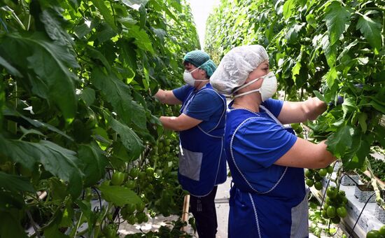 Russia Vegetables Growing