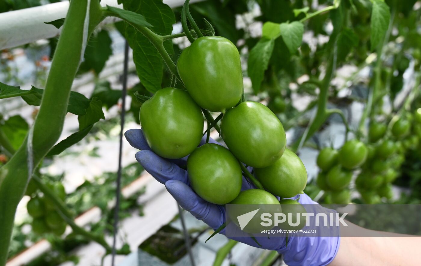 Russia Vegetables Growing