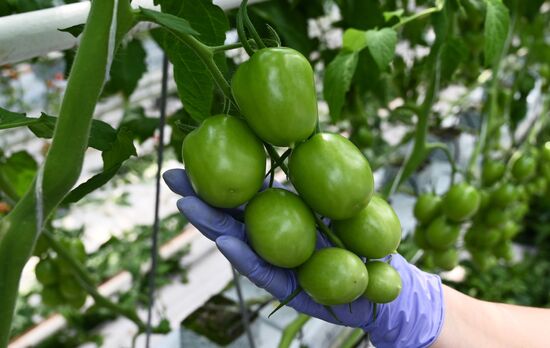 Russia Vegetables Growing