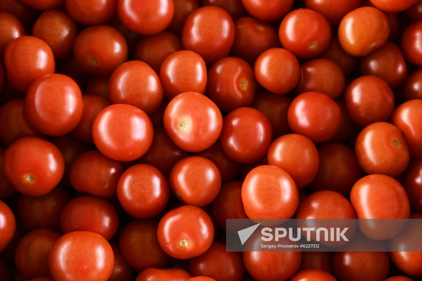 Russia Vegetables Growing