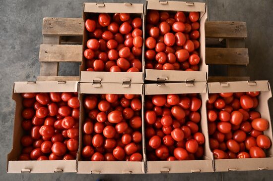 Russia Vegetables Growing