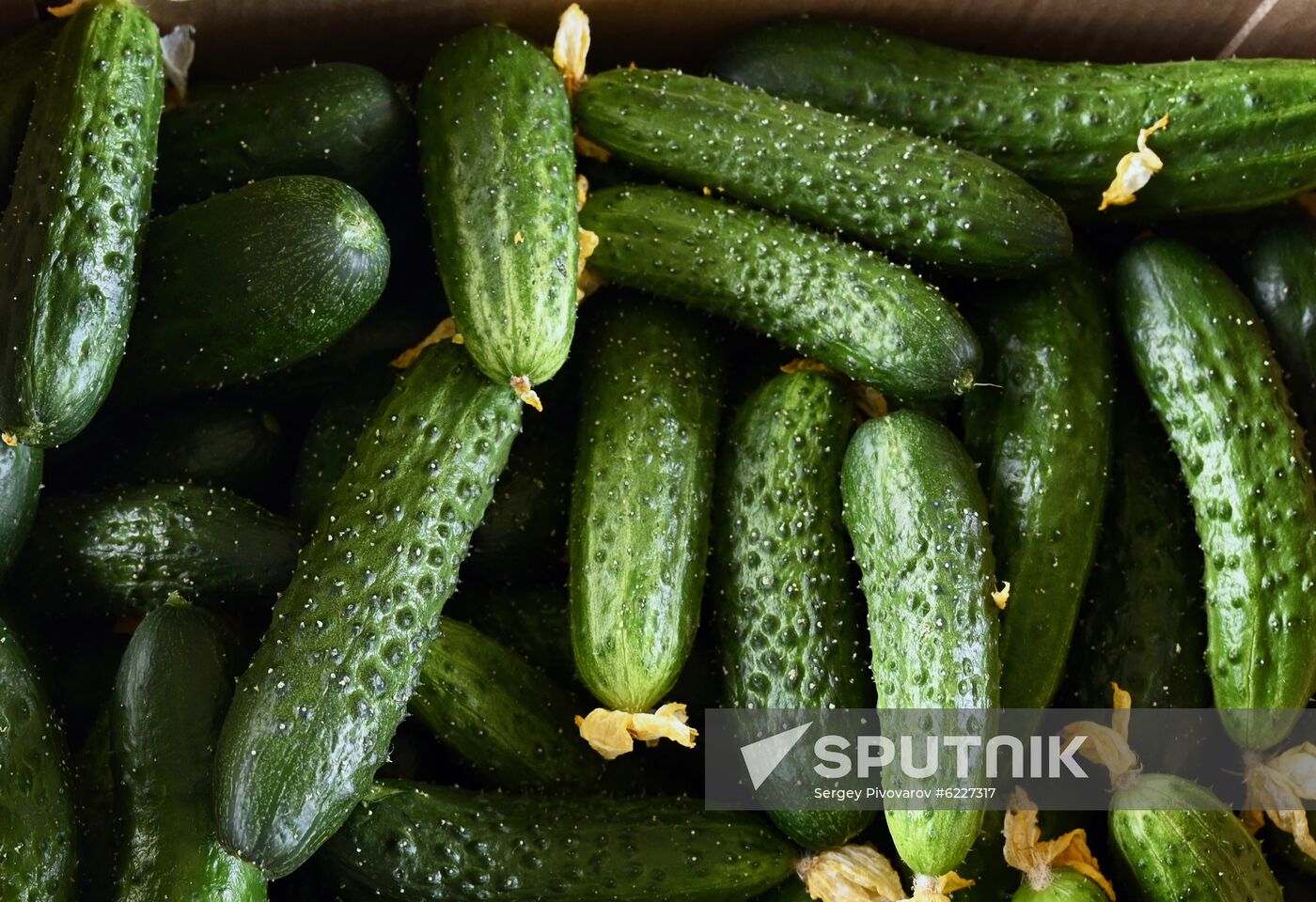 Russia Vegetables Growing