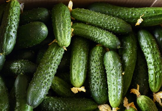 Russia Vegetables Growing