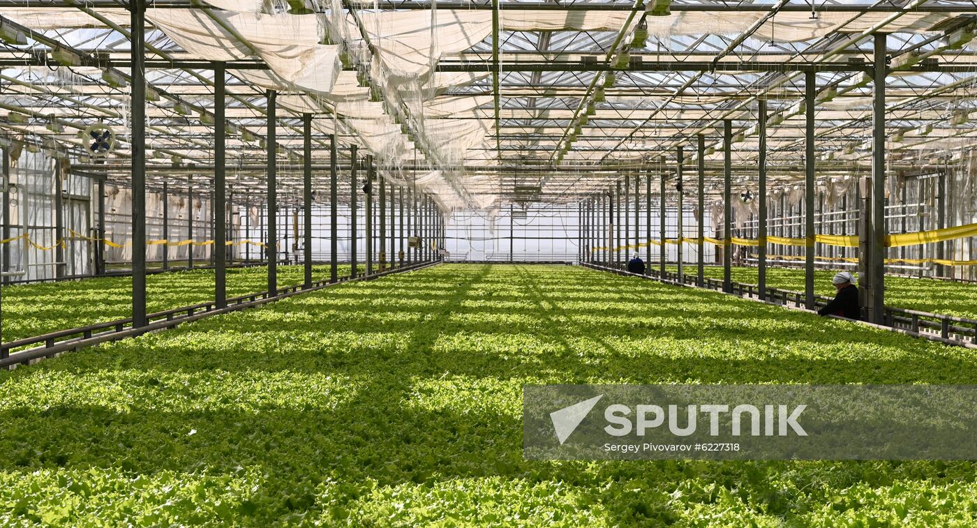 Russia Vegetables Growing