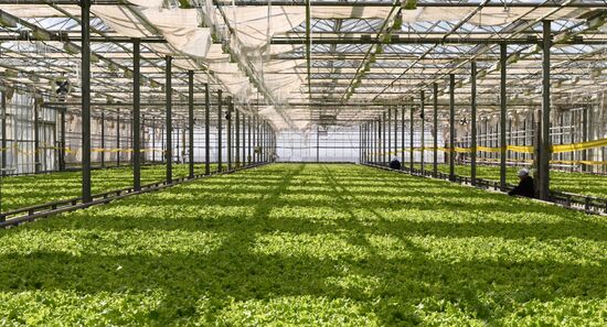 Russia Vegetables Growing