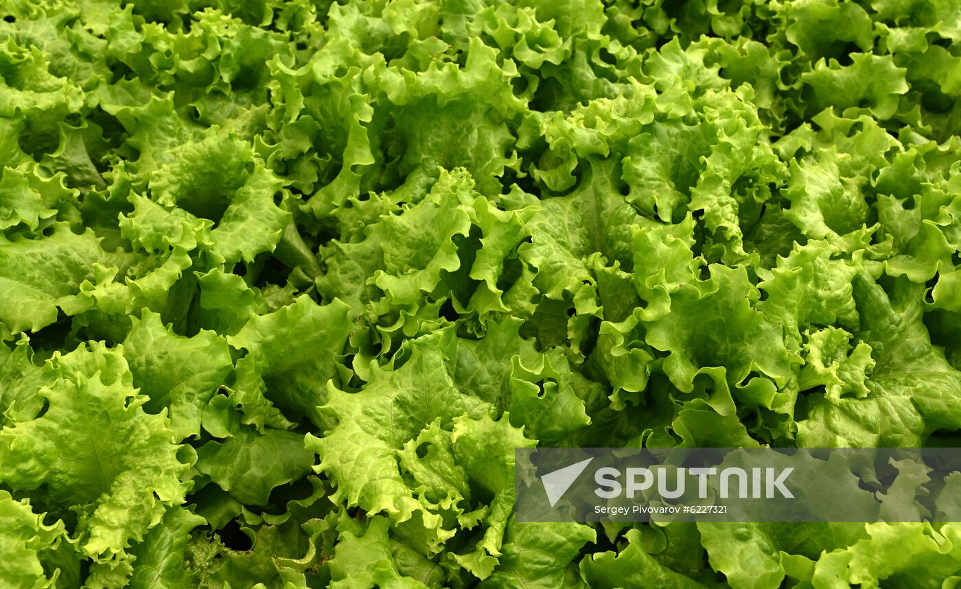 Russia Vegetables Growing