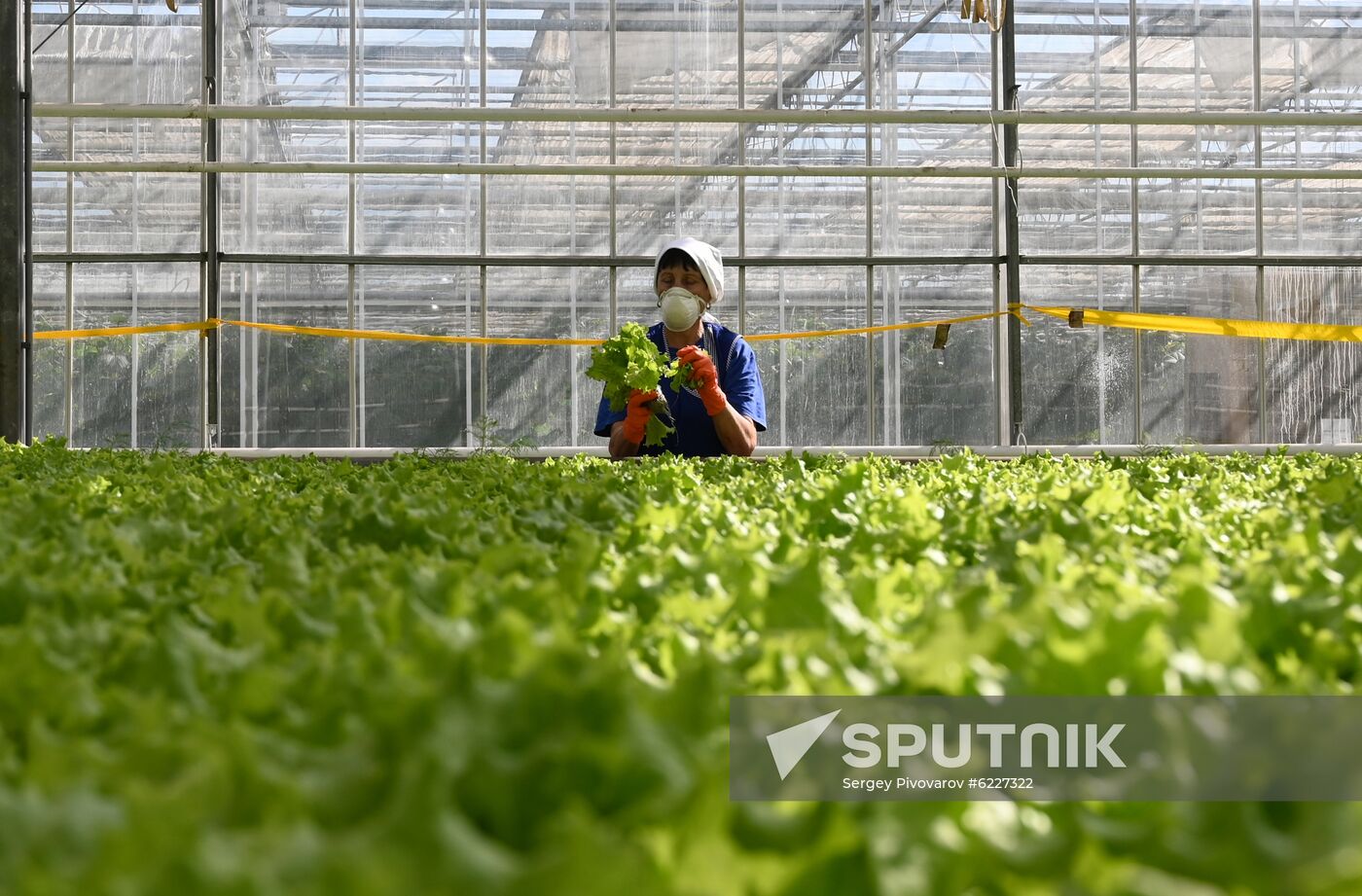 Russia Vegetables Growing