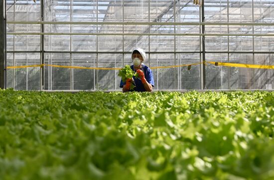 Russia Vegetables Growing