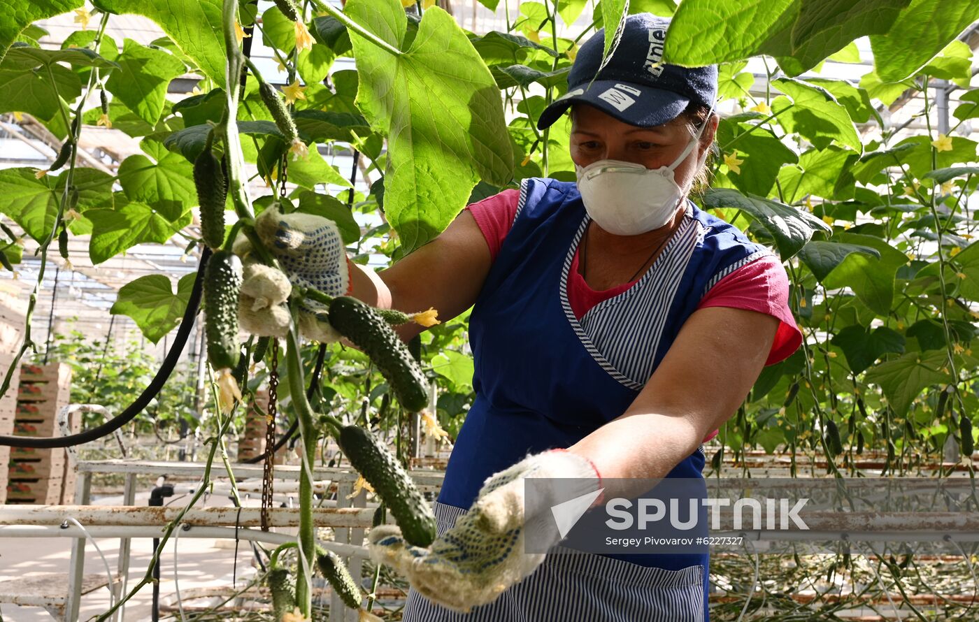 Russia Vegetables Growing