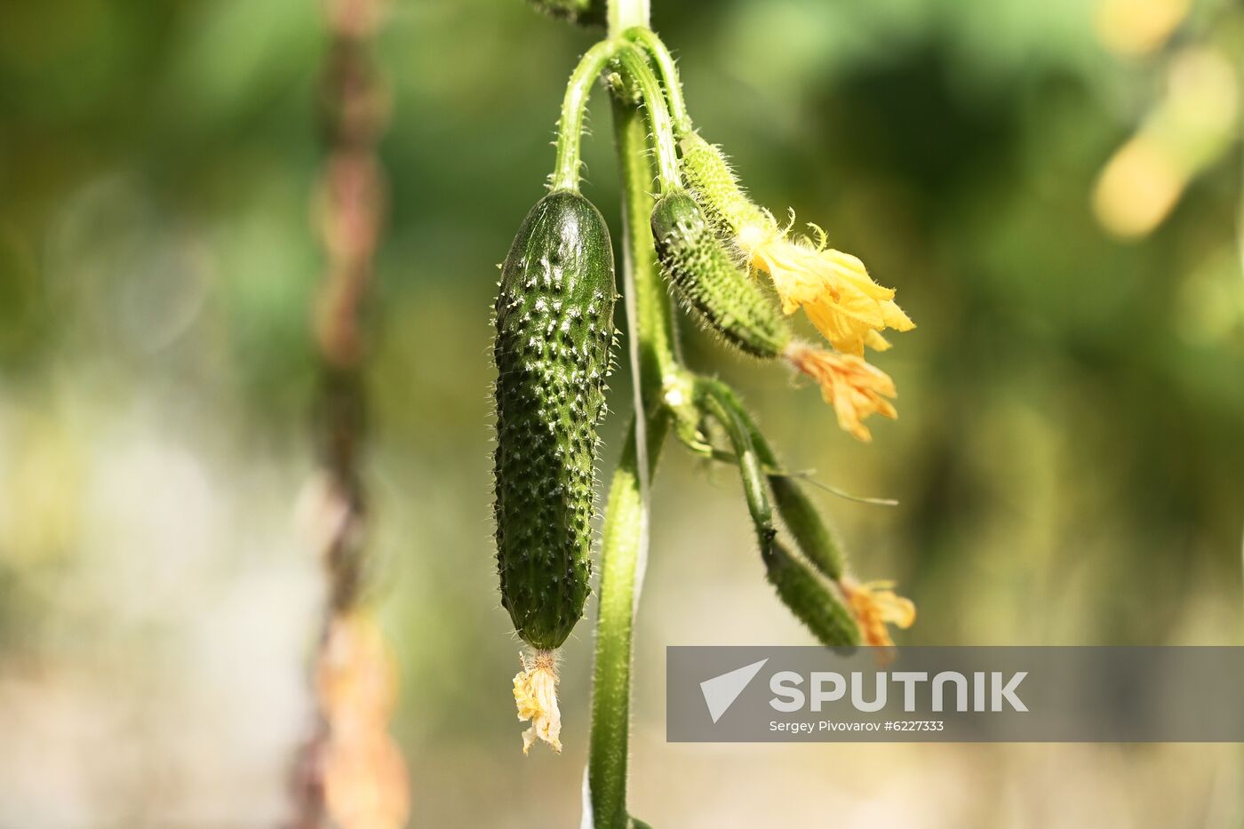 Russia Vegetables Growing