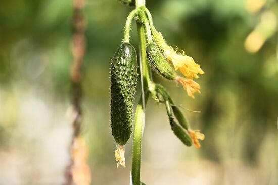 Russia Vegetables Growing