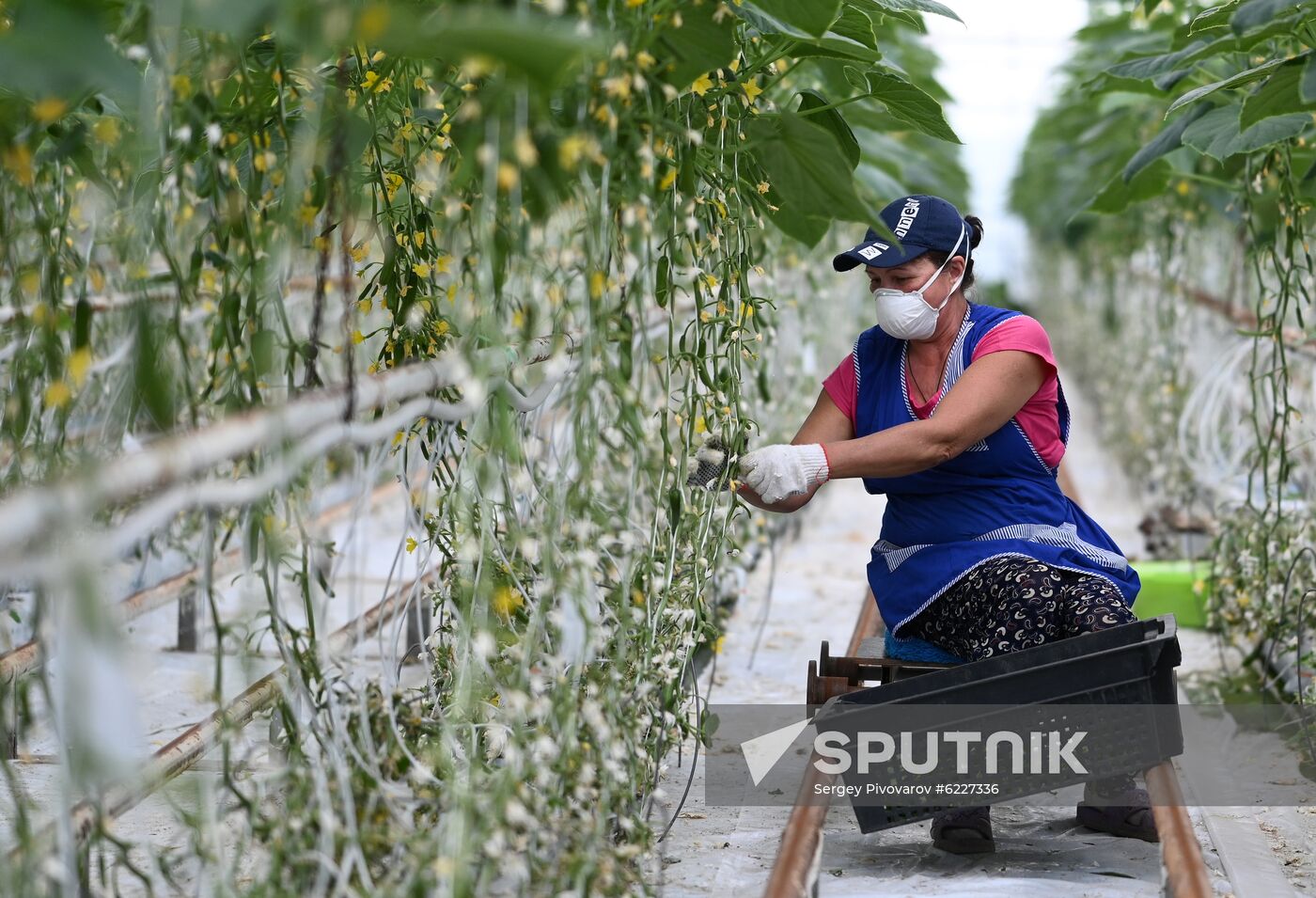 Russia Vegetables Growing