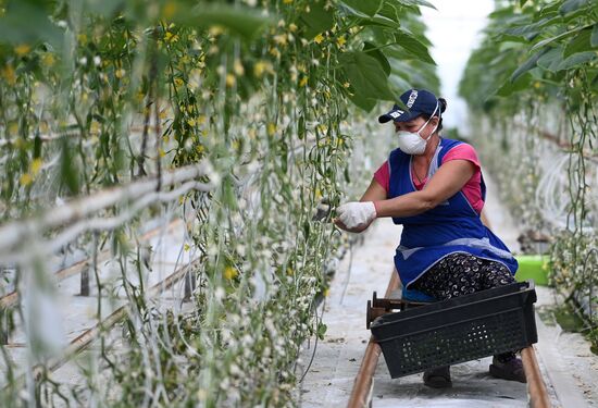 Russia Vegetables Growing