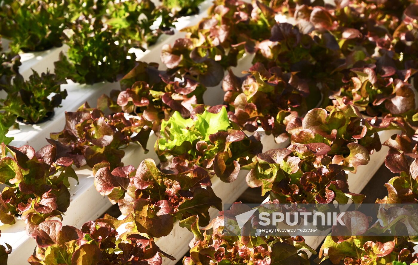 Russia Vegetables Growing