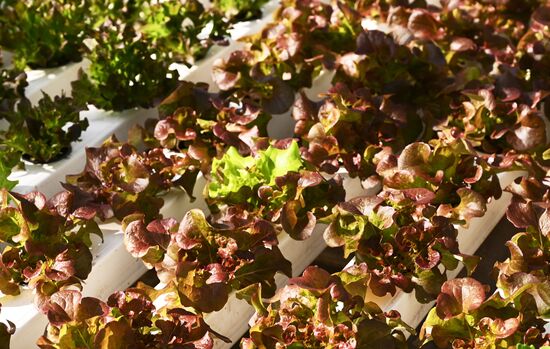 Russia Vegetables Growing