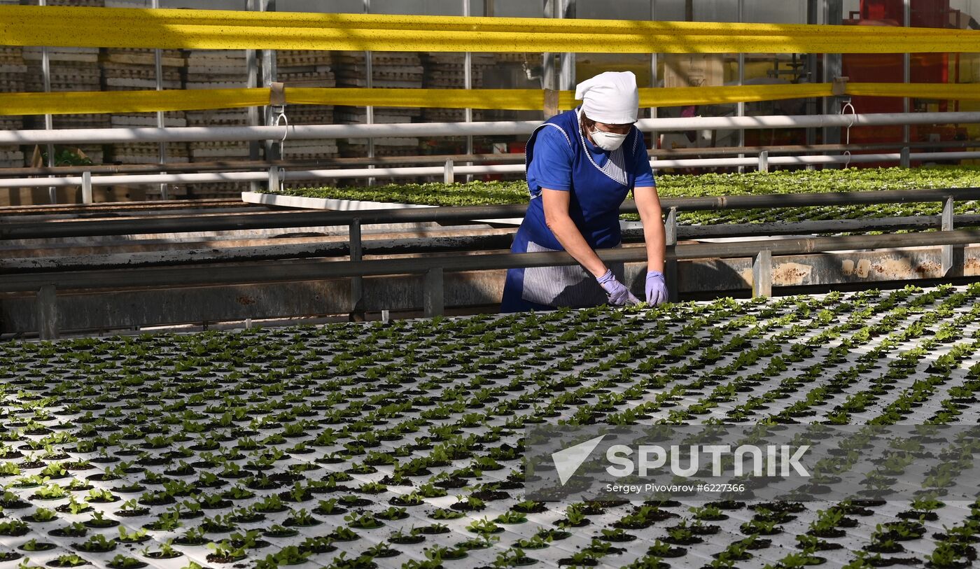 Russia Vegetables Growing