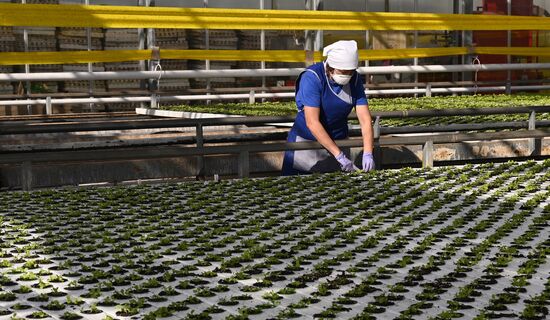 Russia Vegetables Growing