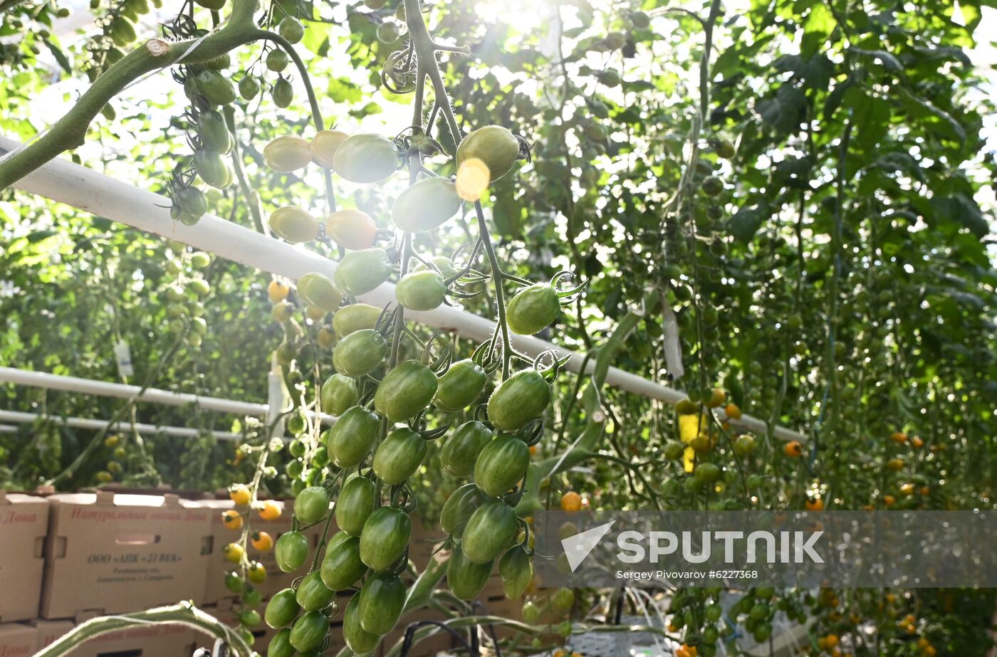 Russia Vegetables Growing