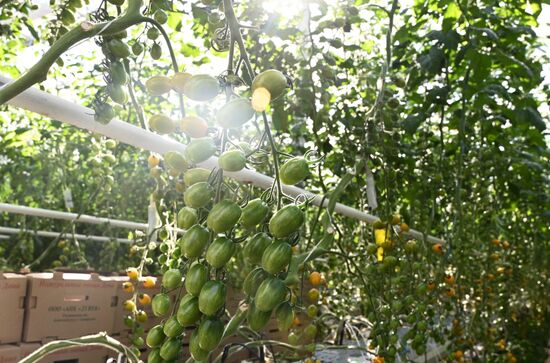 Russia Vegetables Growing