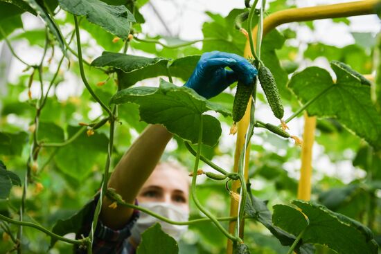 Russia Vegetables Growing