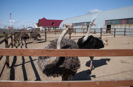 Russia Ostrich Farm