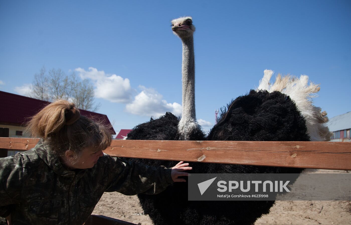 Russia Ostrich Farm