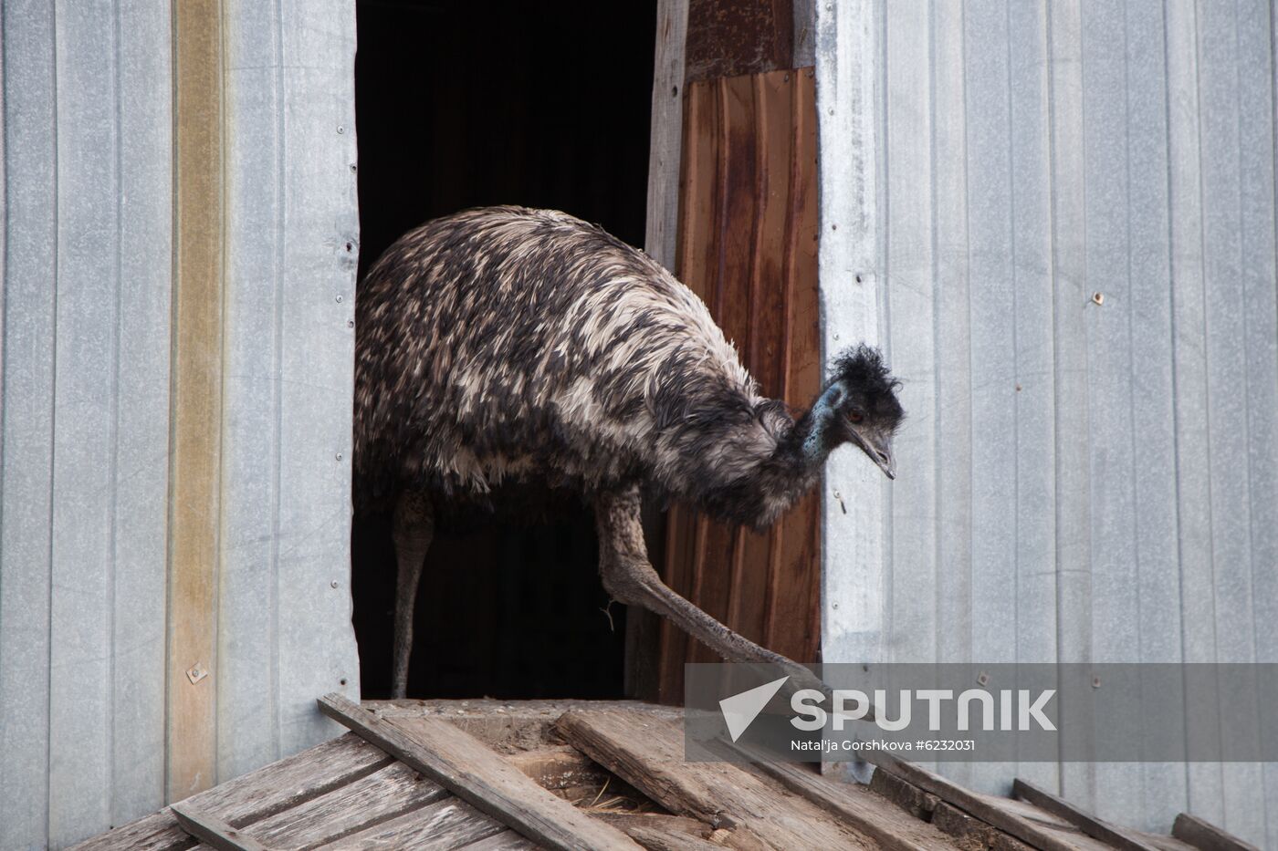 Russia Ostrich Farm